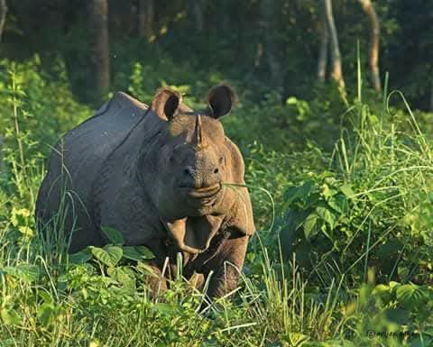 Kaziranga National Park